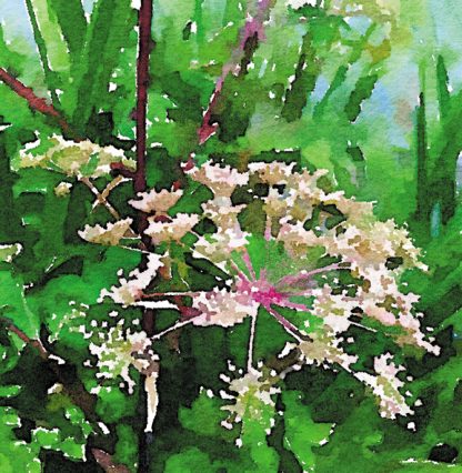 Cow parsley green