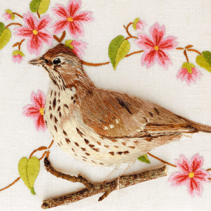 Songthrush with blossom