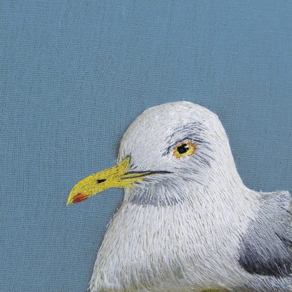 Herring gull