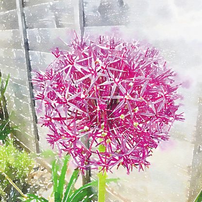 Allium head