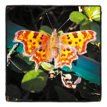 Butterfly mini card