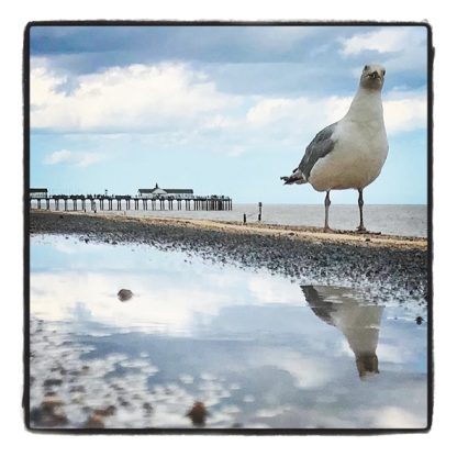 Gull and puddle mini card