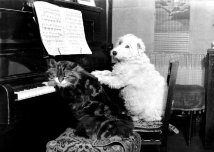 Cat and dog playing piano