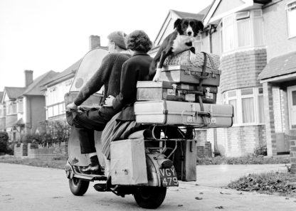 Dog on back of motorbike