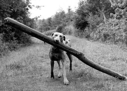 Big stick