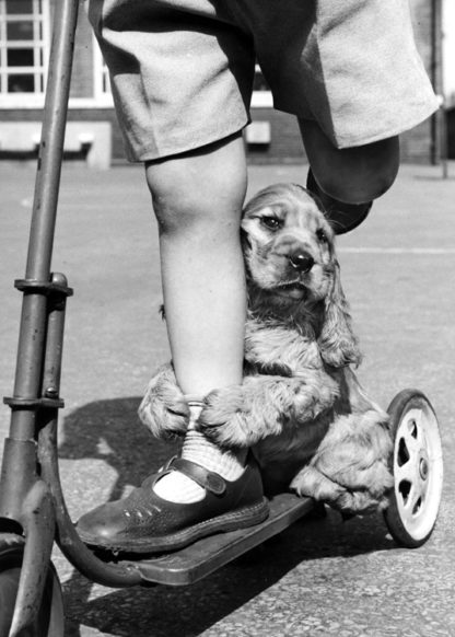 Dog with scooter