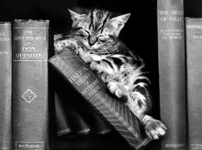 Kitten with books