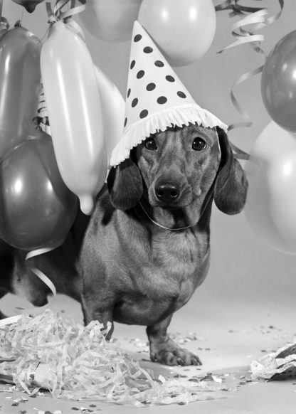 Dog with party hat