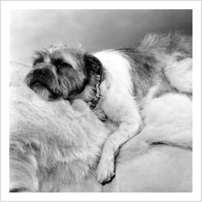 Sleeping dog (square)