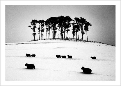 Sheep on Christmas morning