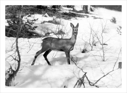 Deer in snow