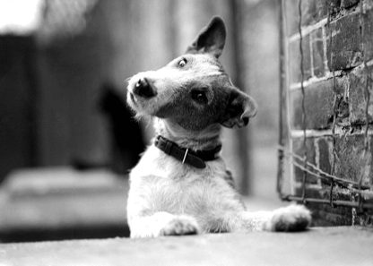 Jock the fox terrier