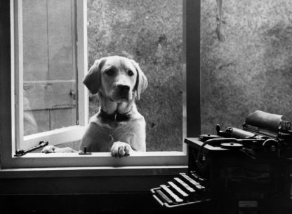 Dog and typewriter
