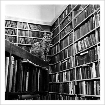 Library cat