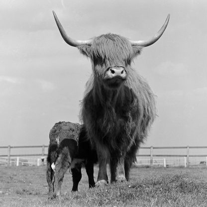 Highland Coo