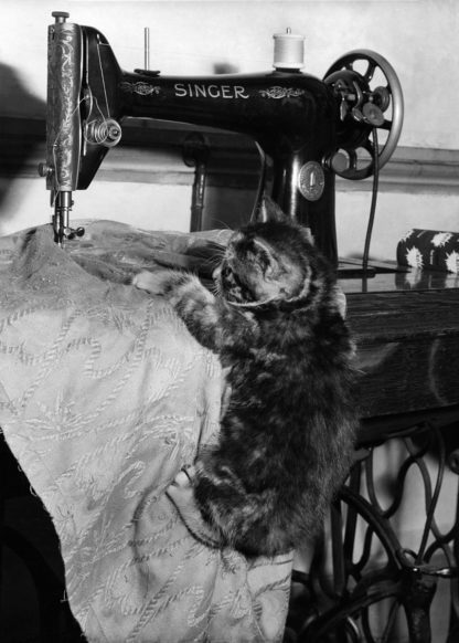 Kitten sewing