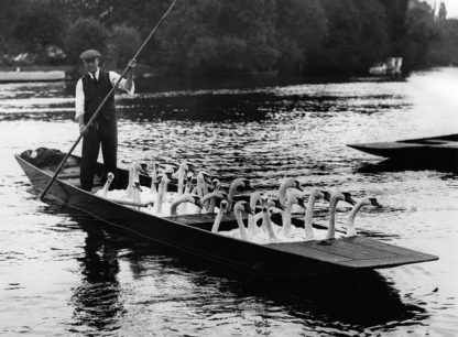 Swans aboard