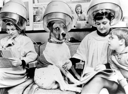 Dog under the hair dryer