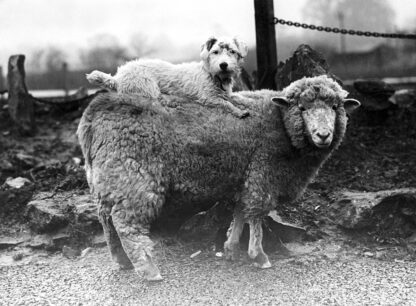 Sheep with a passenger