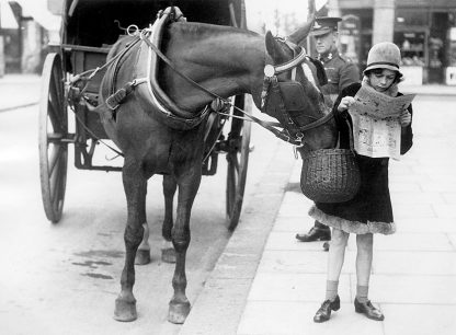 Horse stealing lunch