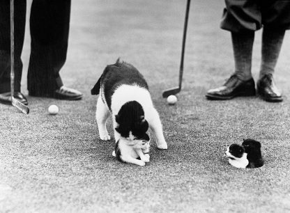 Kittens in golf hole