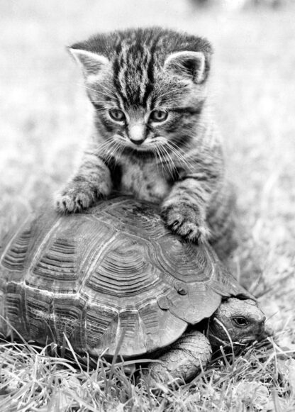 Kitten and tortoise