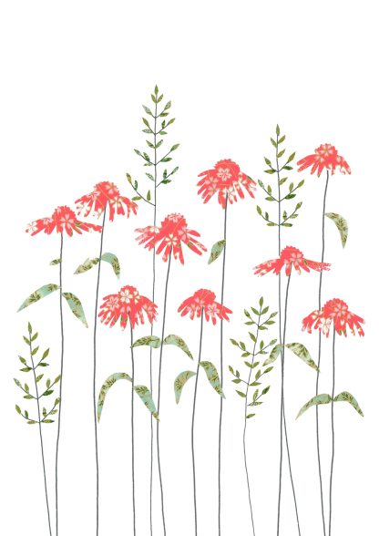 Echinacea Greeting Card