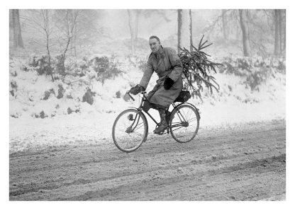 Carrying the tree home